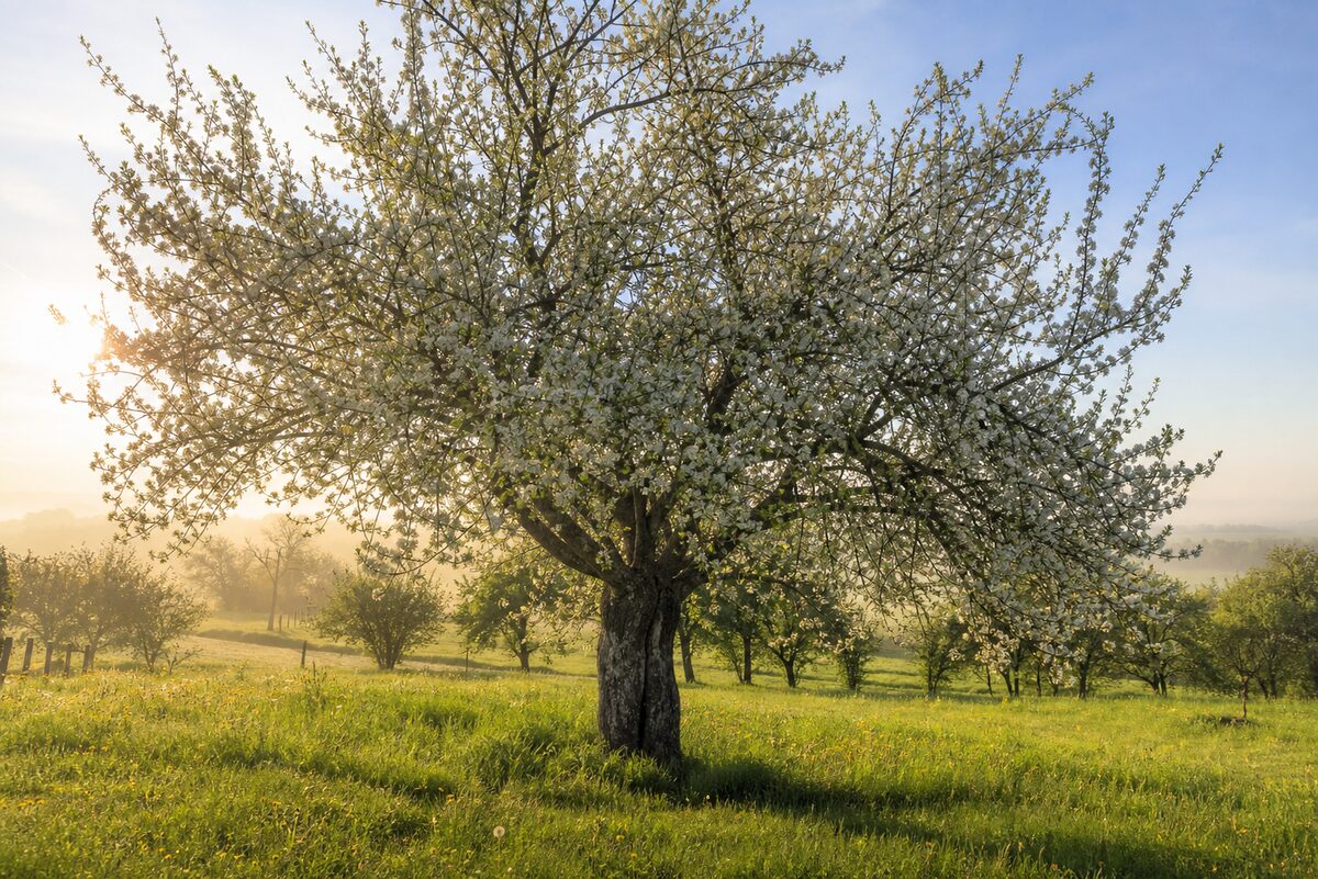 Mirabellier en fleurs dans un verger printanier avec tronc robuste